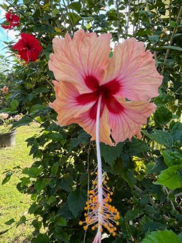 Jardin des Anges-Ch. Rose Lejlighed Le Moule Eksteriør billede