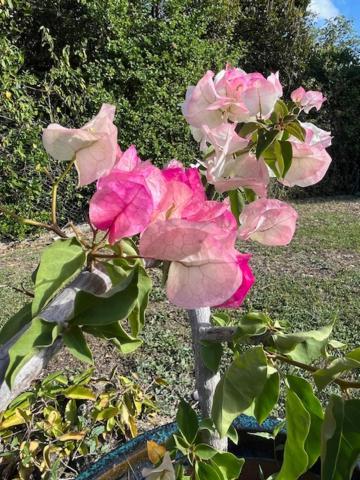 Jardin des Anges-Ch. Rose Lejlighed Le Moule Eksteriør billede